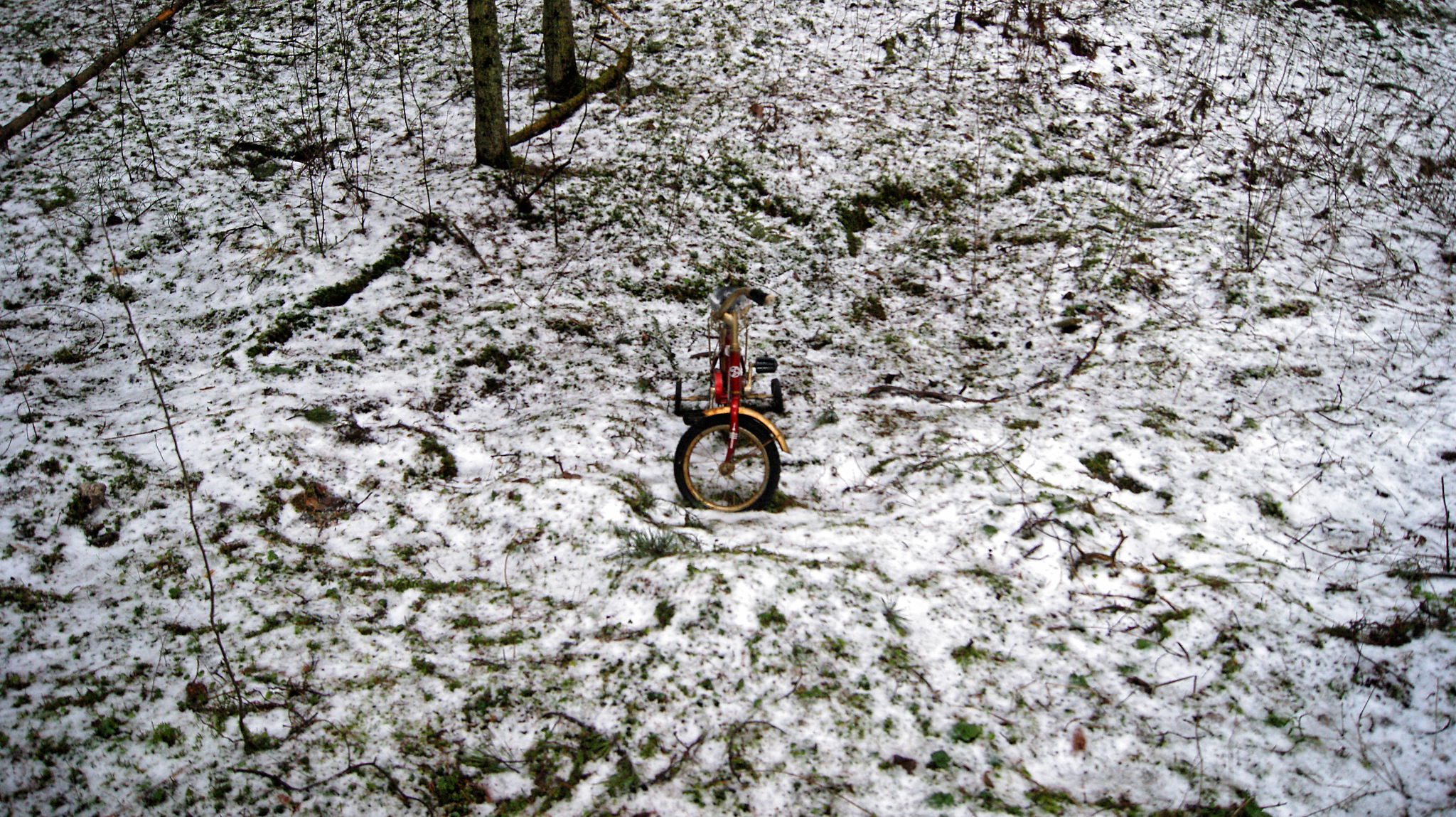 Meeting in the forest - My, Forest, A bike, Beginning photographer