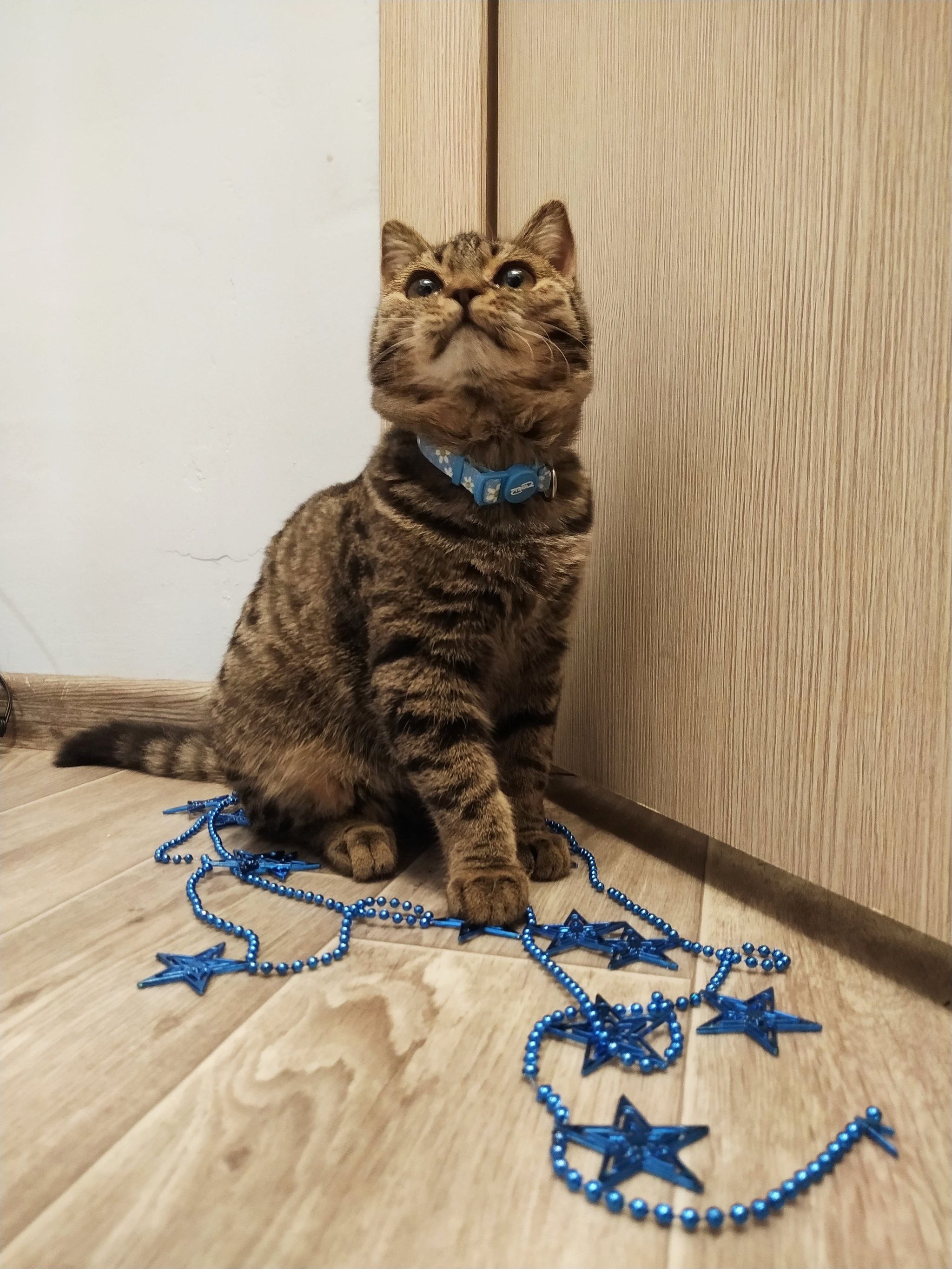 Krasnoyarsk, the kitten is really looking for a home! - My, cat, Krasnoyarsk, Help, In good hands