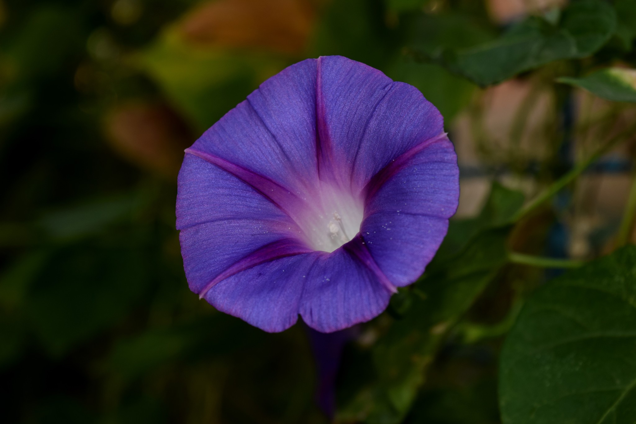 A little naturalism - My, Nature, Flowers, Longpost, The photo, Summer