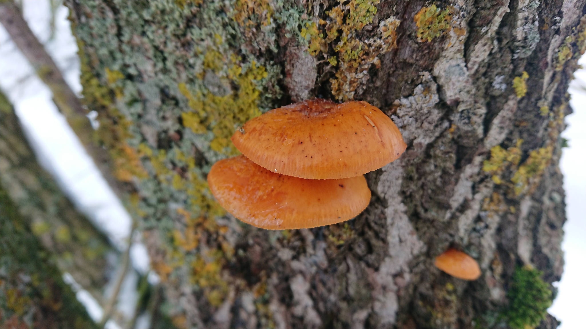 Winter honey fungus (Flammulina velutipes) - My, Winter honeydew, Video, The photo, Longpost, Mushrooms