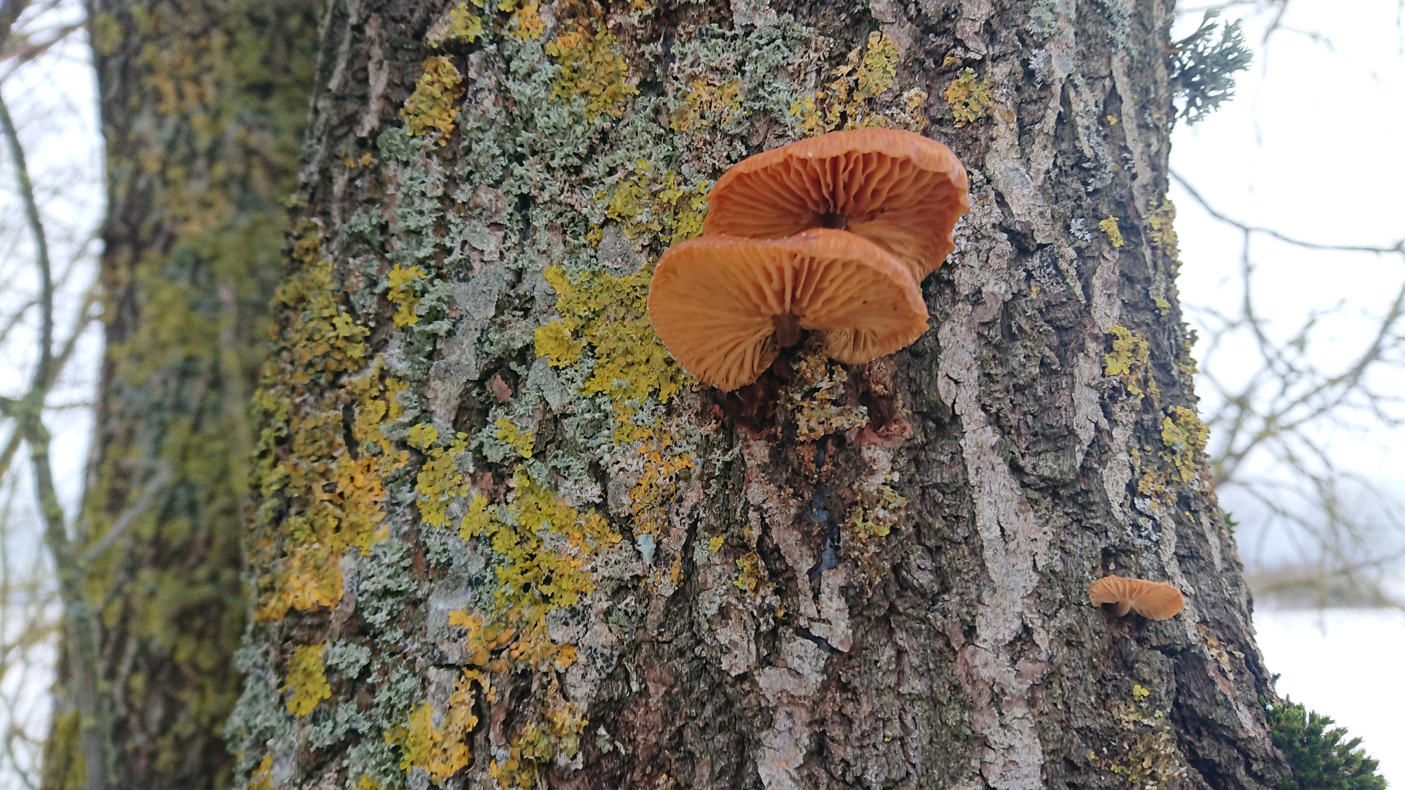 Winter honey fungus (Flammulina velutipes) - My, Winter honeydew, Video, The photo, Longpost, Mushrooms