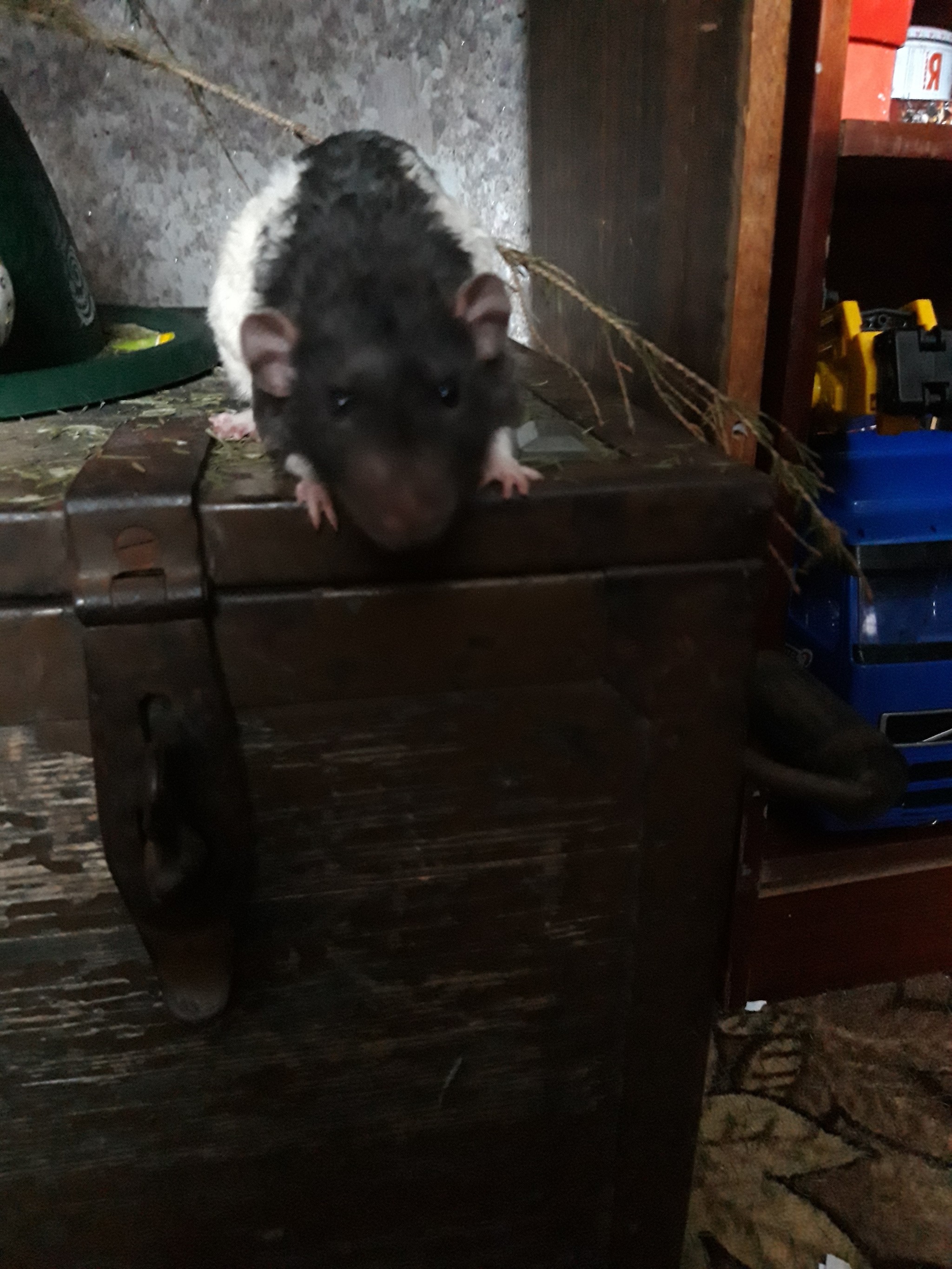 The rat is sneaking) - My, Rat, New Year