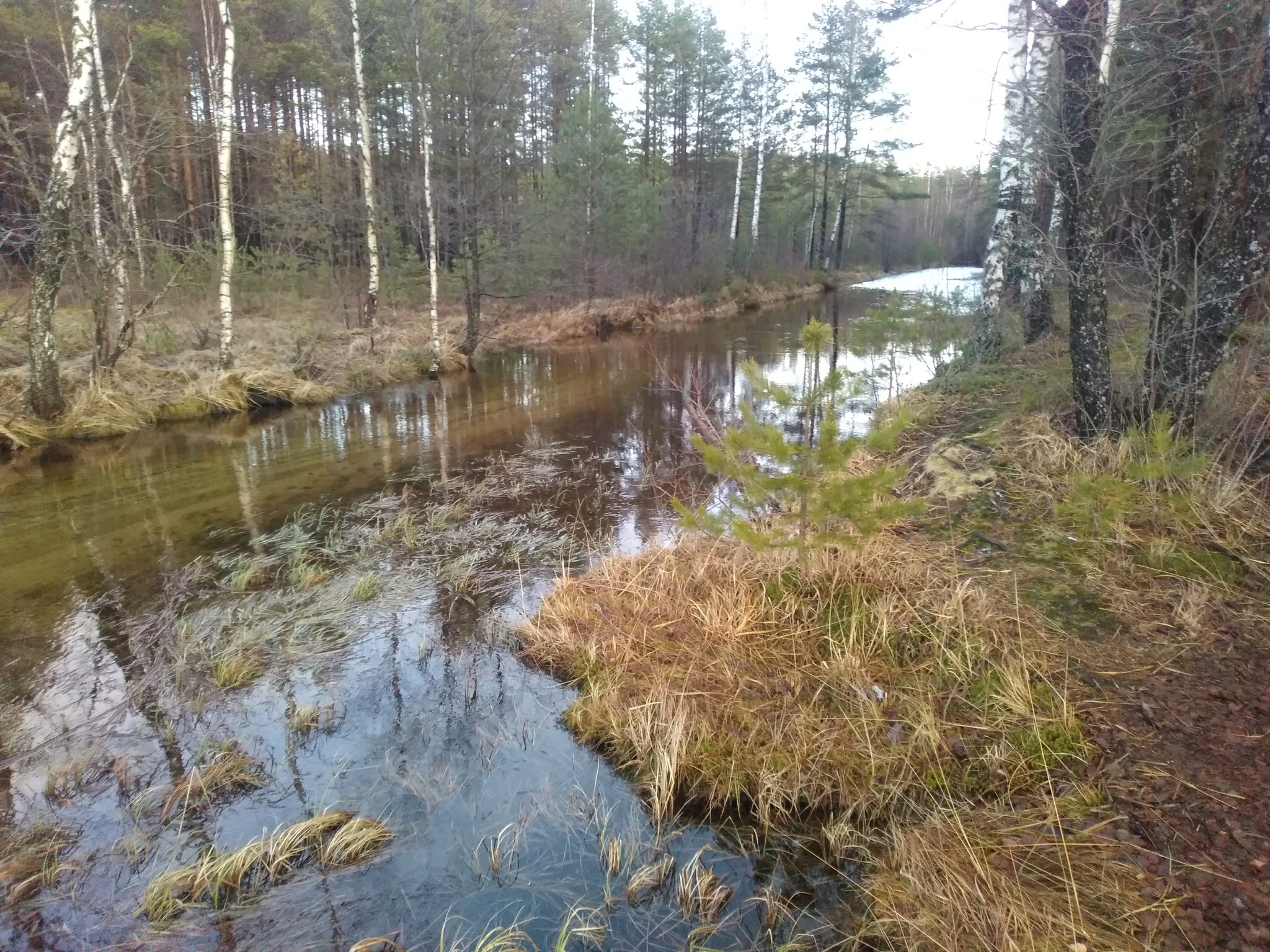 Winter... - My, Winter, Forest, Longpost