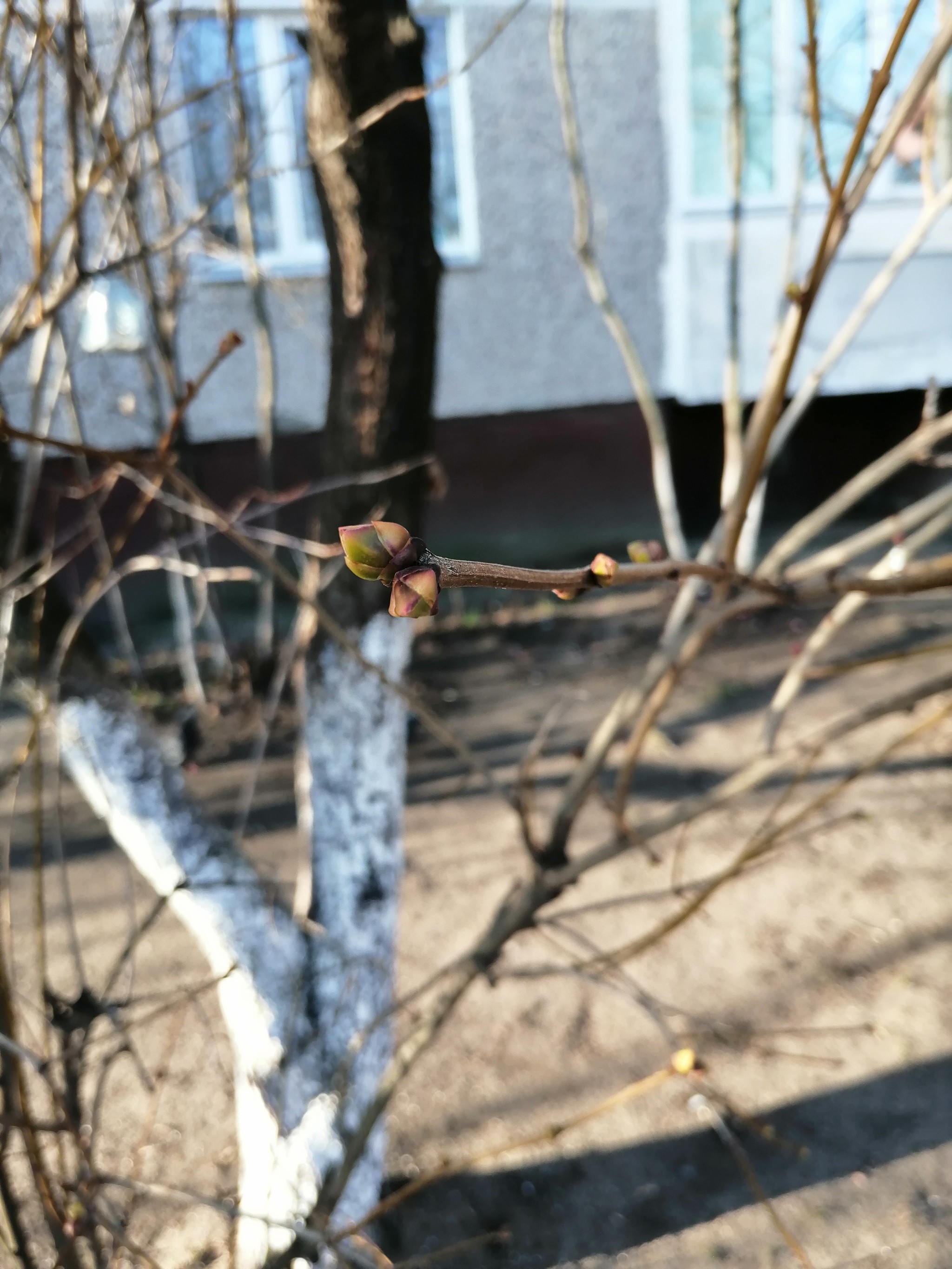 This is how winter is - My, Winter, Buds bloomed, Republic of Belarus, Longpost