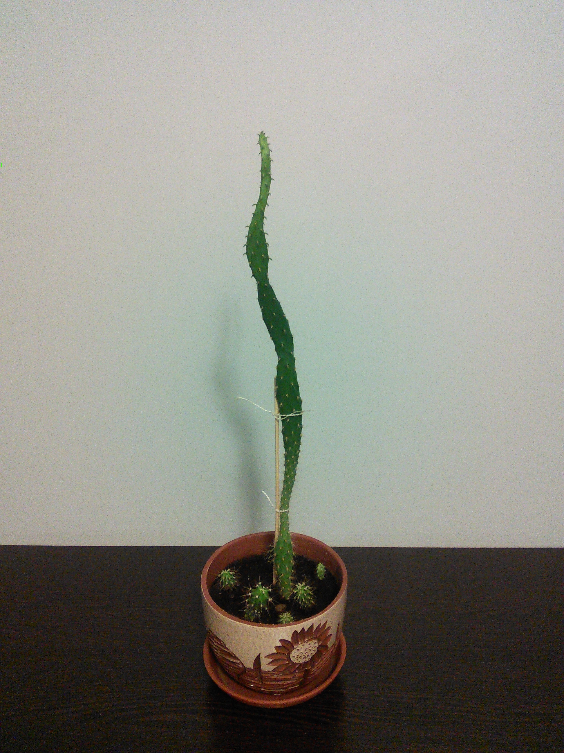 Who survives in a bachelor's apartment - My, Houseplants, Dracaena, Money Tree, Cactus, Longpost