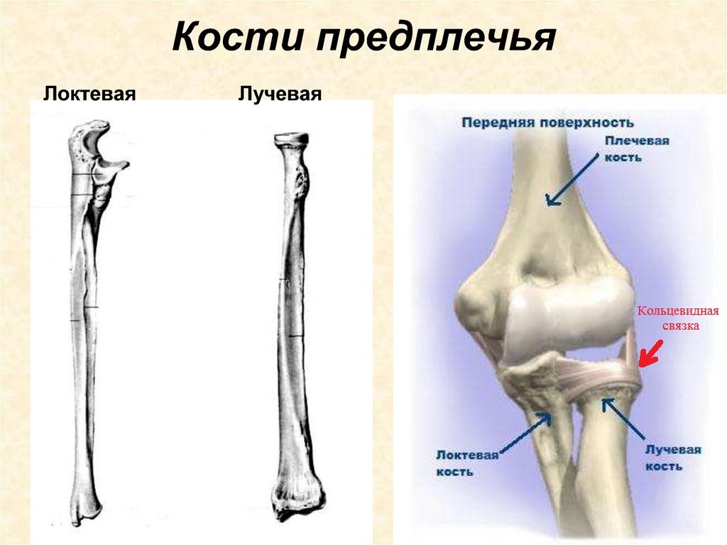 Рентген локтевого сустава в Москве | Добромед