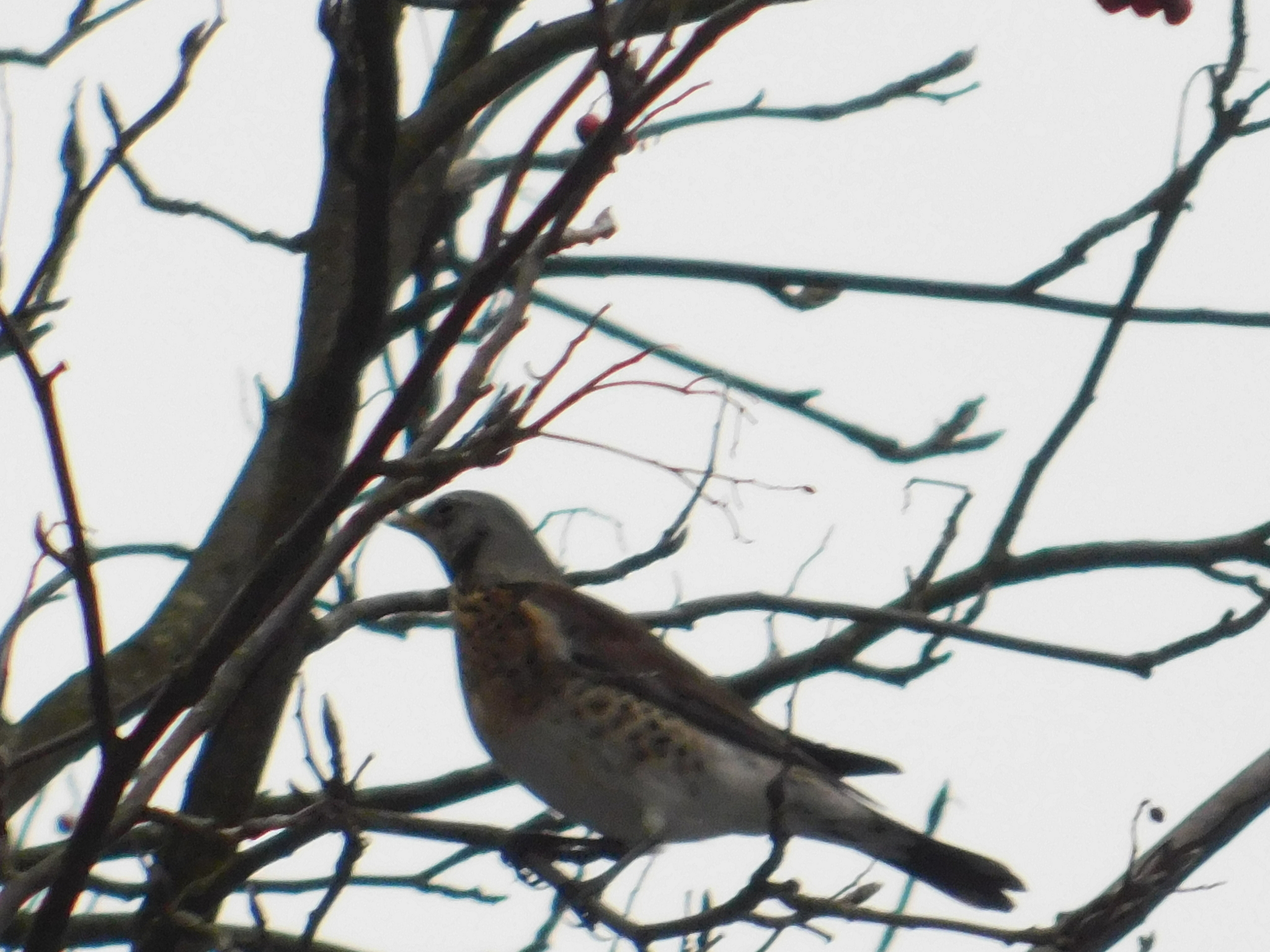 Fieldfare farmers celebrated the New Year in St. Petersburg. 01/01/2020. Sosnovka Park - My, Sosnovka Park, Thrush, Fieldfare, Video, Longpost