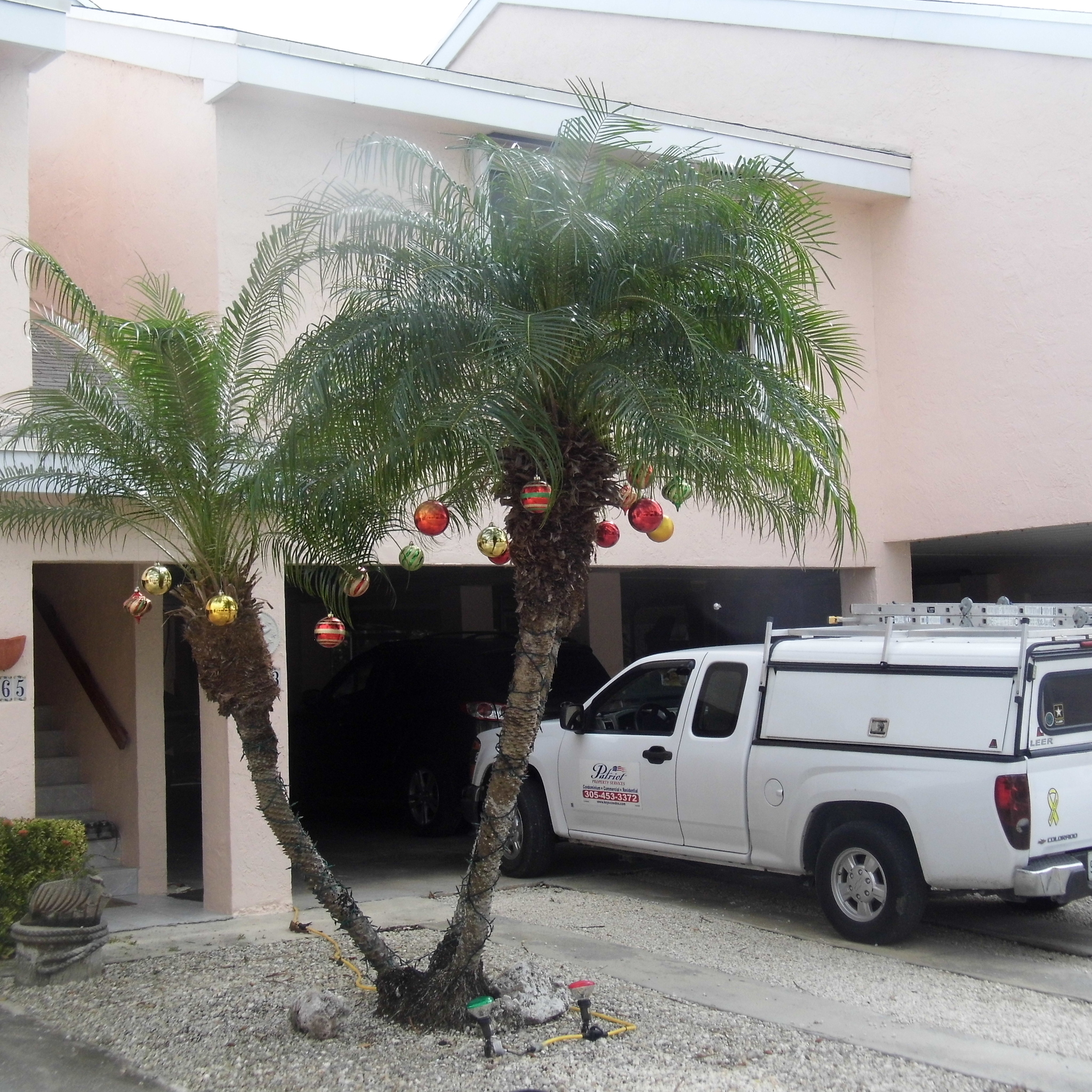 New Year's iguanas - My, Palm trees, Ocean, Florida, Iguana, Longpost, Beach