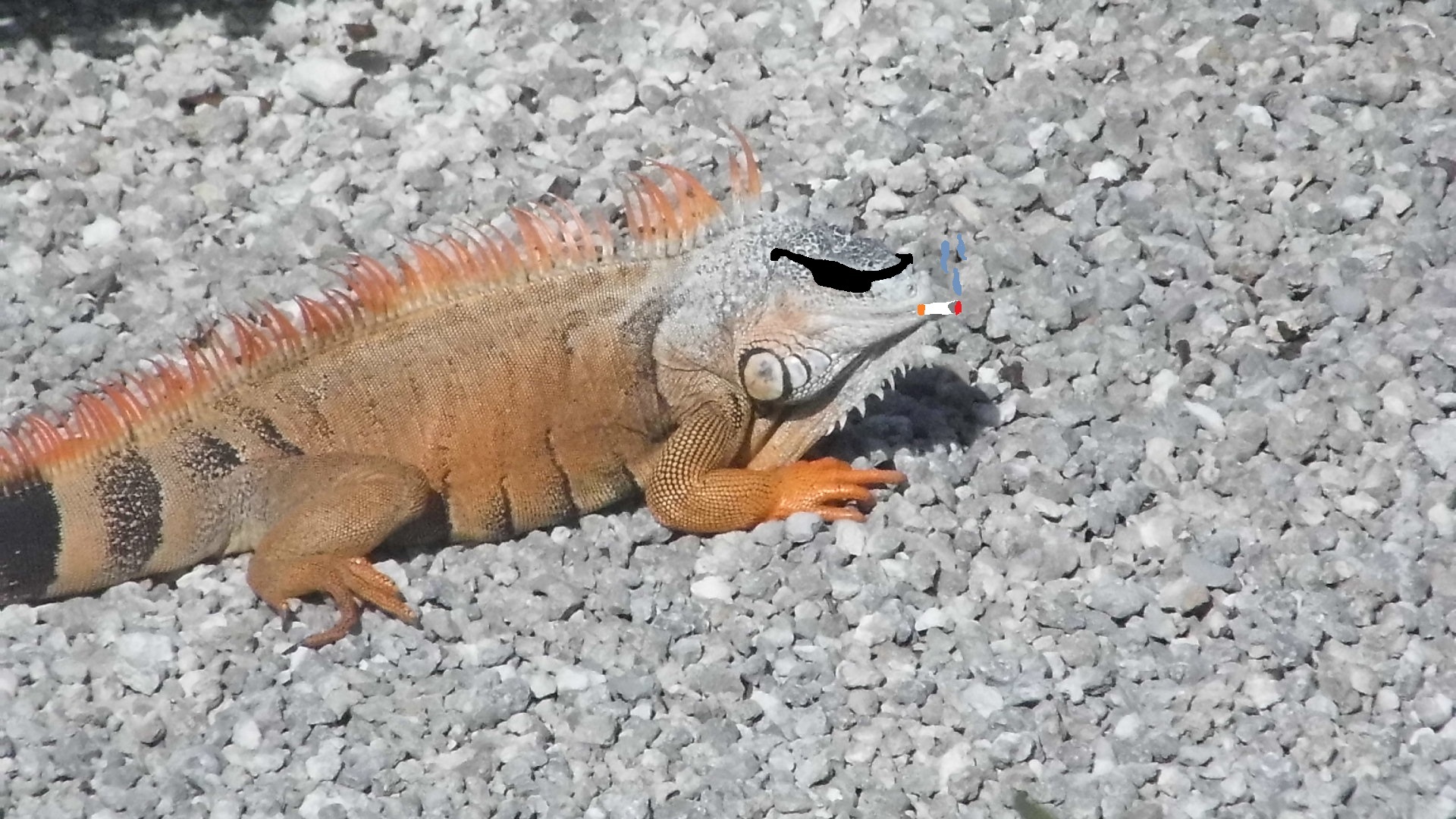 New Year's iguanas - My, Palm trees, Ocean, Florida, Iguana, Longpost, Beach