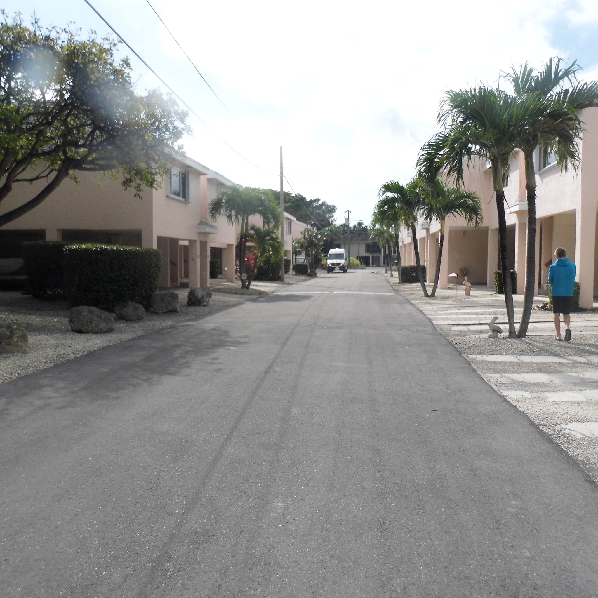 New Year's iguanas - My, Palm trees, Ocean, Florida, Iguana, Longpost, Beach