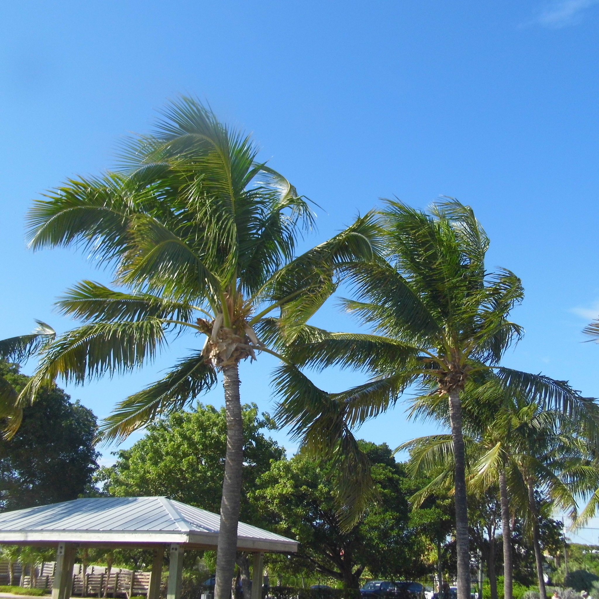 New Year's iguanas - My, Palm trees, Ocean, Florida, Iguana, Longpost, Beach