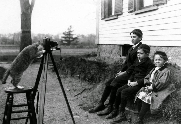 Котейка фотограф, ноябрь 1909 года - Кот, Фотография, Ретро