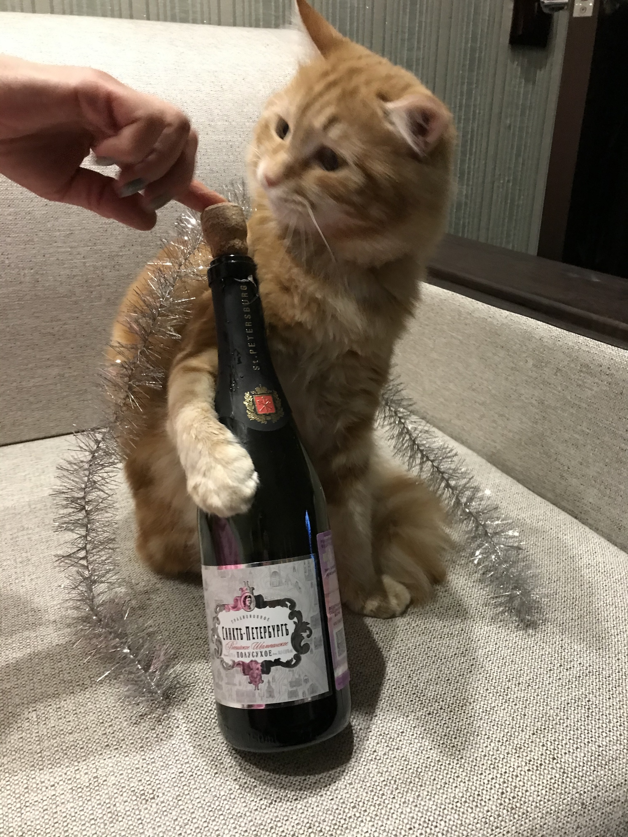 Drunk cat - grief in the family - My, cat, Catomafia, New Year, Longpost