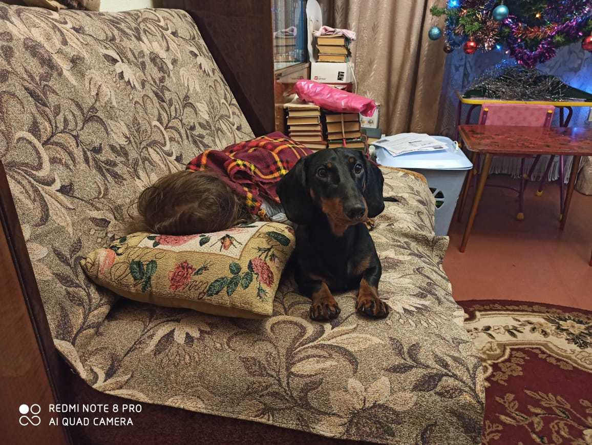 Guard dog - My, Dachshund, New Year, Children, Dog