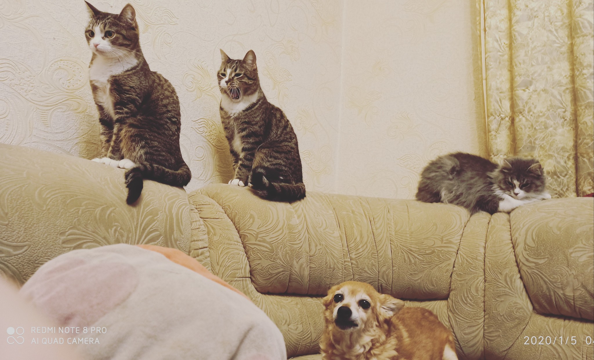 Livestock fasting, or a situation where there is not enough space on the sofa - My, Catomafia, Cats and dogs together, Dog, cat, Kittens