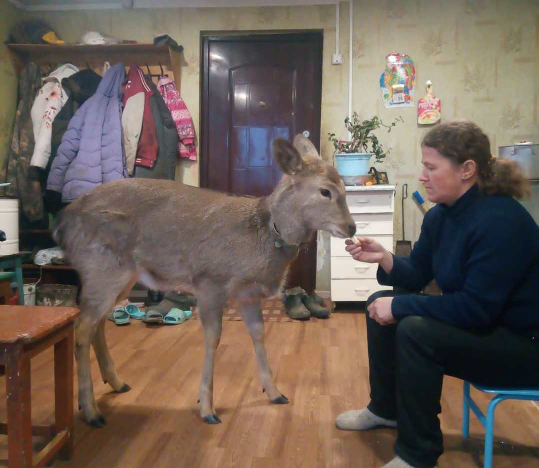 A resident of Primorye adopted a sika deer into his family - Fawn, Deer, Kindness, Magnanimity, Longpost