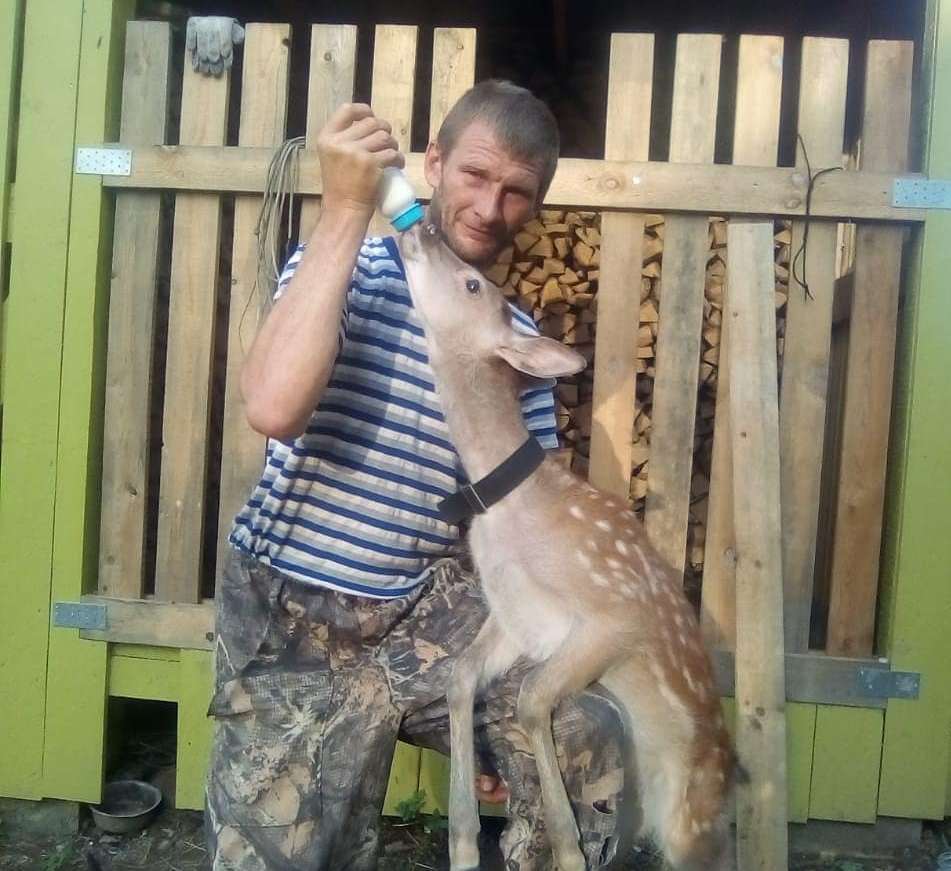 A resident of Primorye adopted a sika deer into his family - Fawn, Deer, Kindness, Magnanimity, Longpost