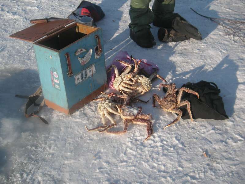 It's time for everyone to know how tasty and tender crabs are - My, Kola Peninsula, Fishing, Longpost