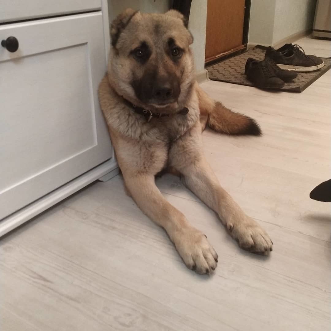 Help the dog find a home - My, Lost, Found a dog, Moscow, Pets, Dog, No rating, In good hands, Longpost