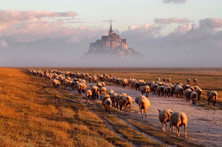 A flock of sheep near Mont Saint Michel, France - France, Lock, Sheeps, Mont Saint Michel