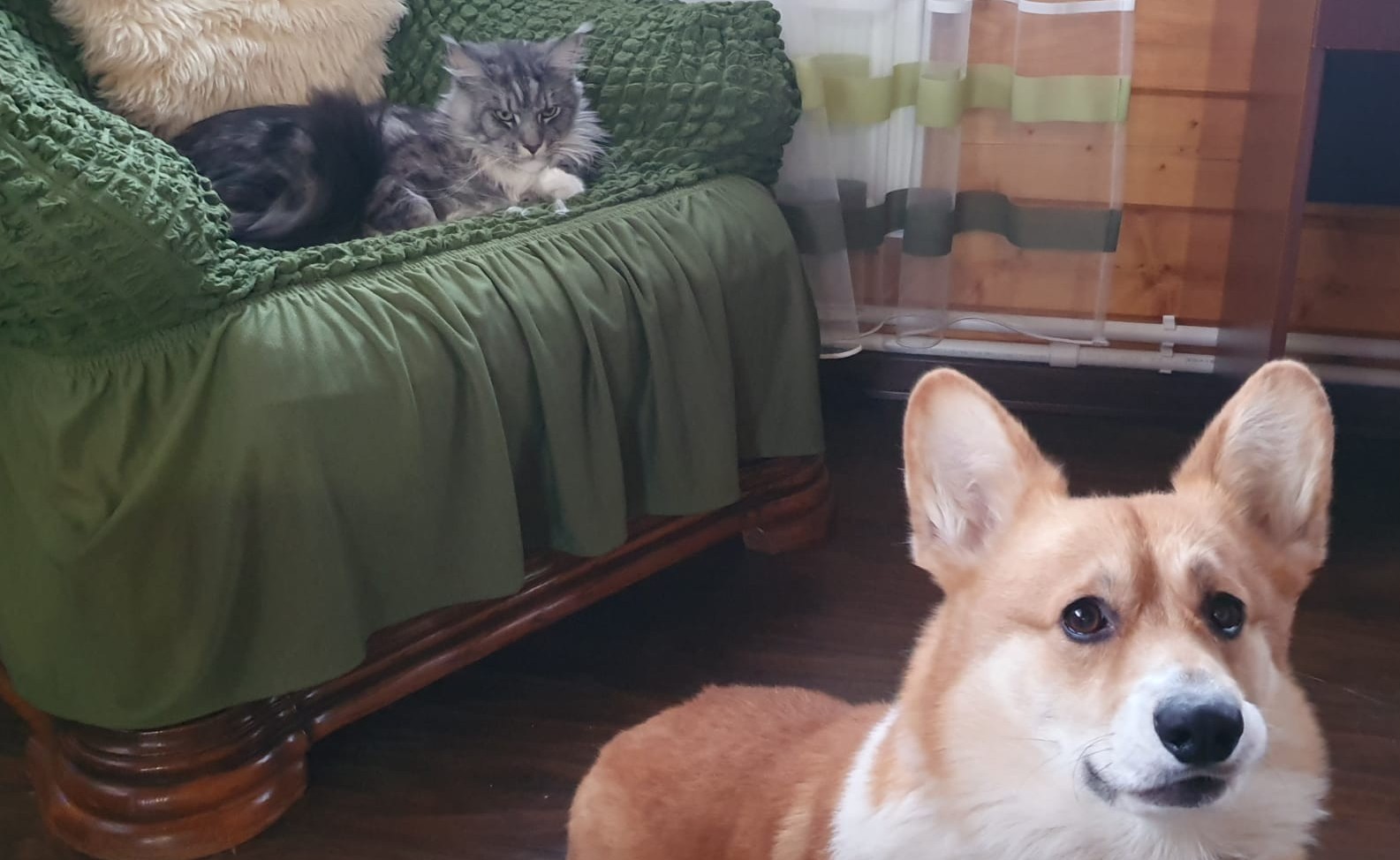 Come up with a caption for the photo - My, cat, Dog, Cats and dogs together, Maine Coon, Corgi