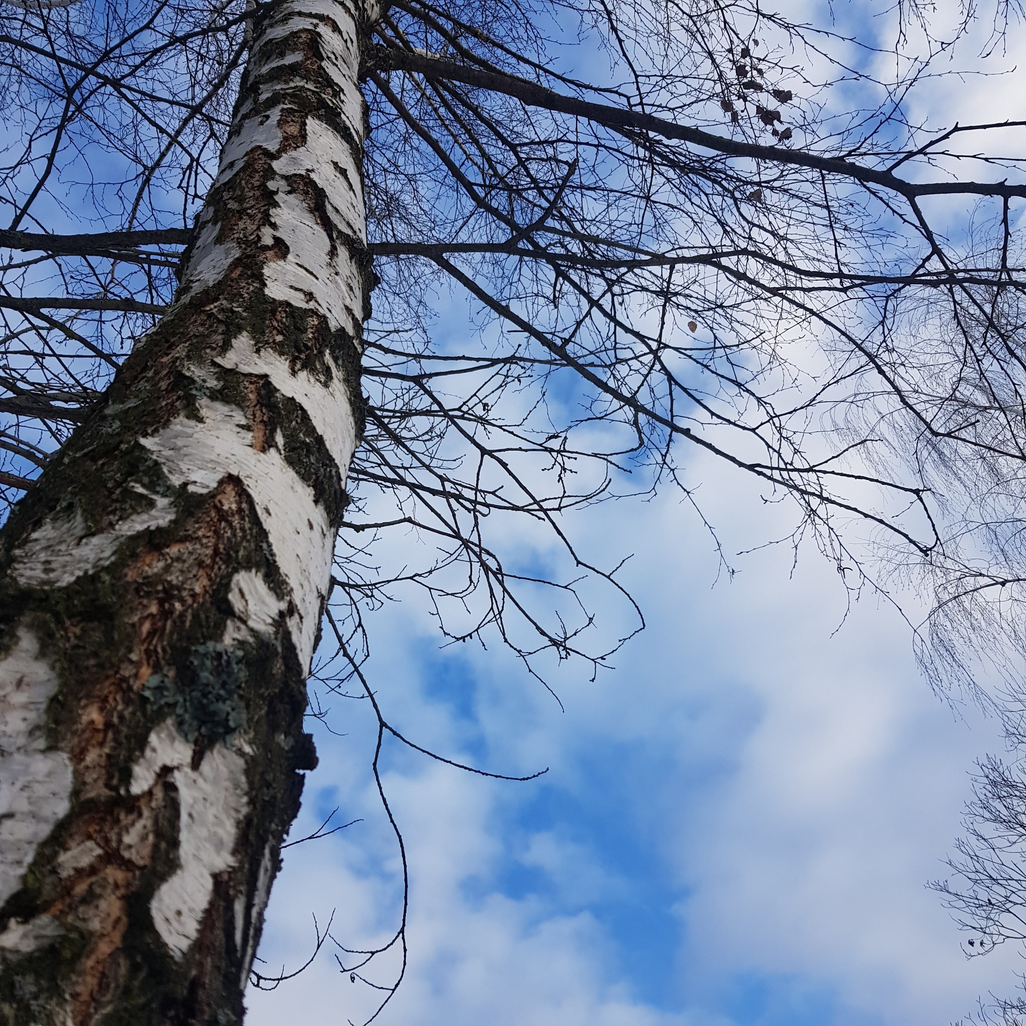 The sky is blue - My, Mobile photography, Sky, Winter, Splashed blue, Longpost