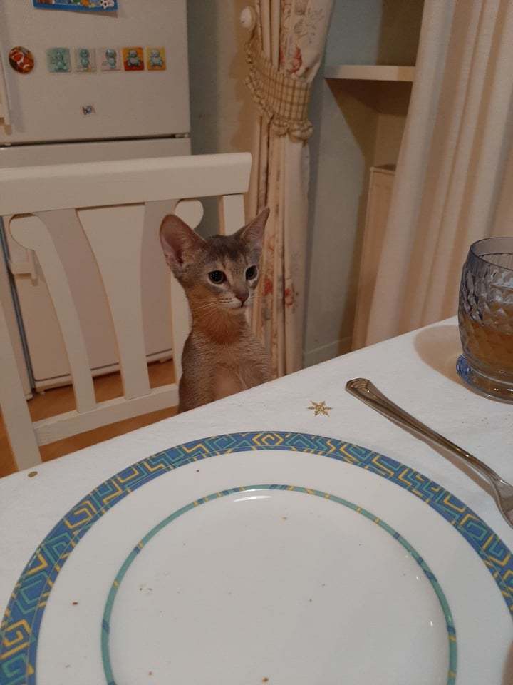 Photo greetings from a full member of the new family - My, Abyssinian cat, cat, Table