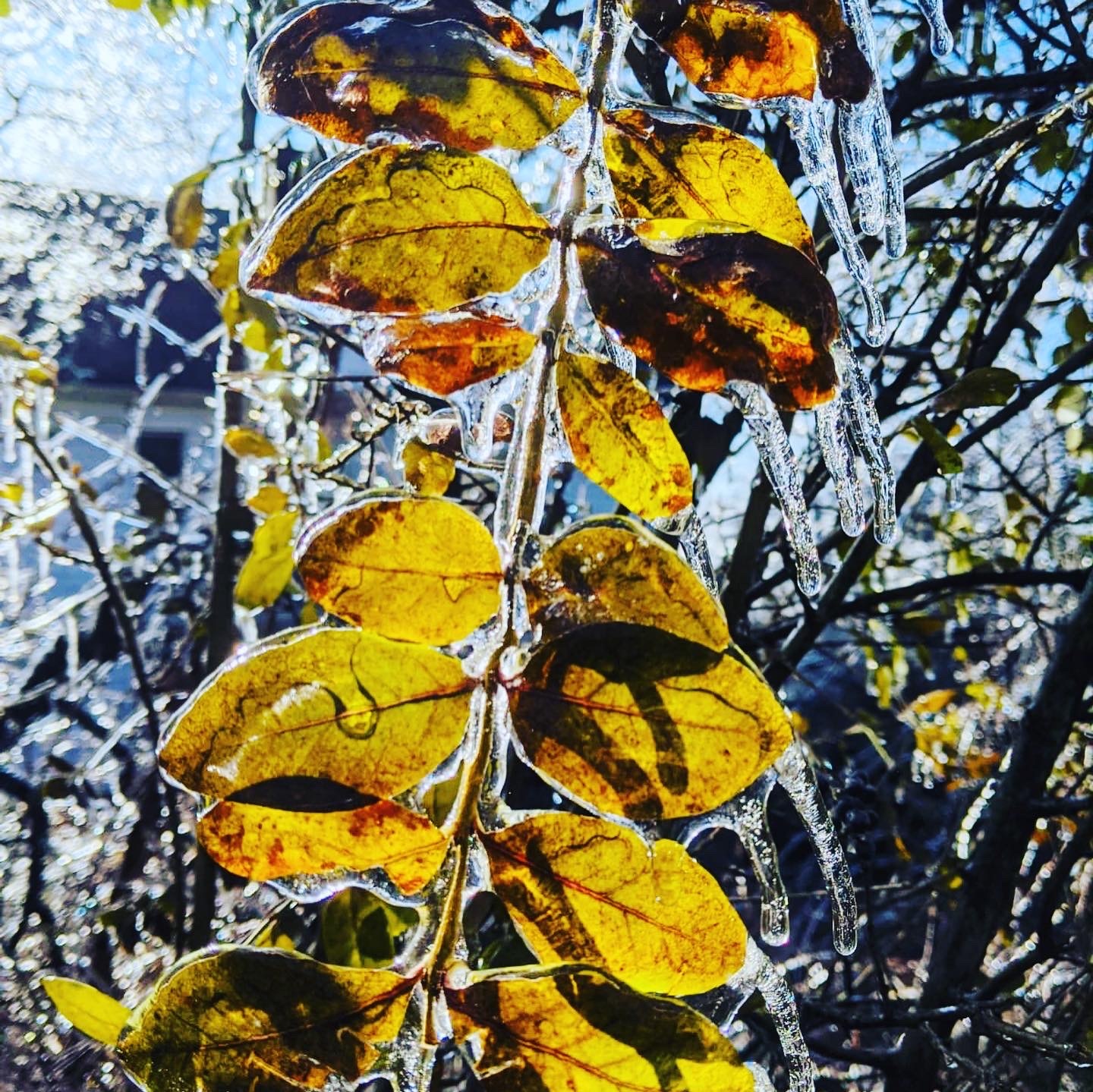 Freezing rain in New York - My, The photo, New York, Living abroad, Winter, Longpost