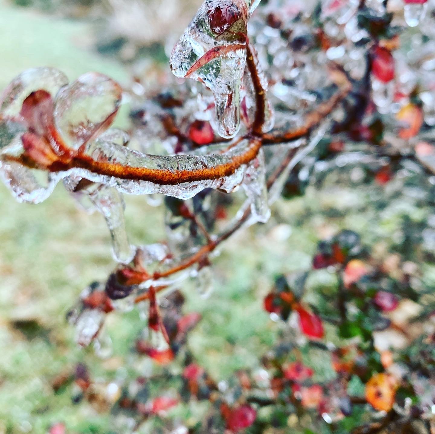 Freezing rain in New York - My, The photo, New York, Living abroad, Winter, Longpost