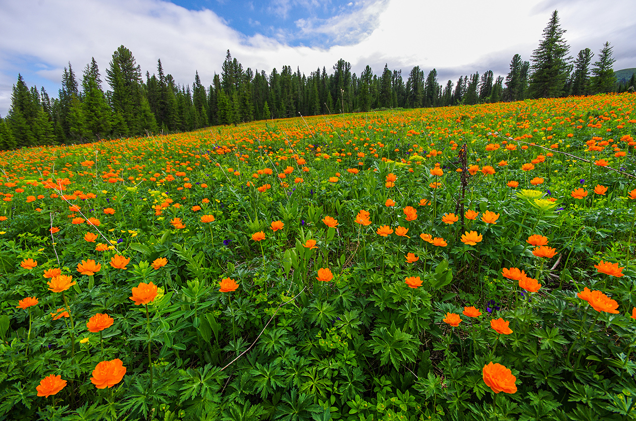 Flower seas - My, Ergaki, Flowers, Travels, Holidays in Russia, Leisure, Family holiday, wildlife, Michael, Longpost