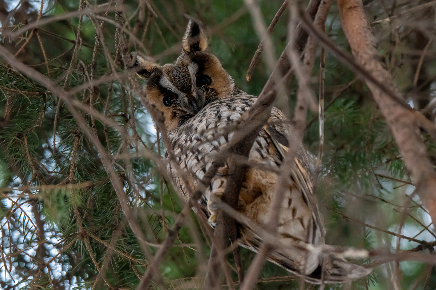 Long eared owl - My, Owl, Birds, The photo, Nikon, Saint Petersburg, Longpost