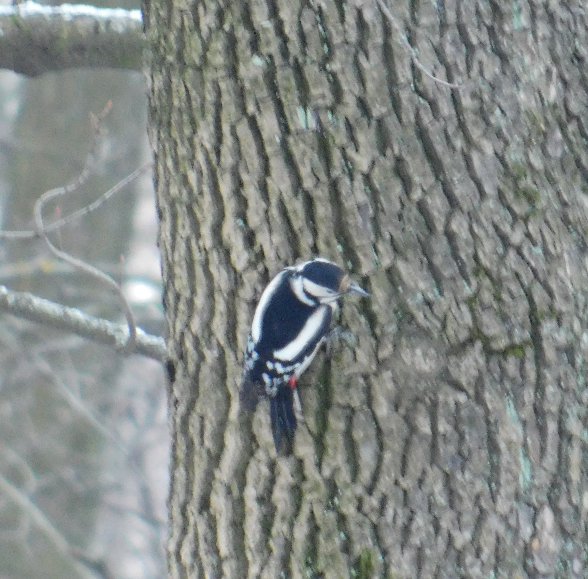 And here comes the woodpecker. Theological cemetery. 01/05/2020 - My, Great spotted woodpecker, Ornithology, Bird watching, Saint Petersburg, Cemetery, Birds, Longpost