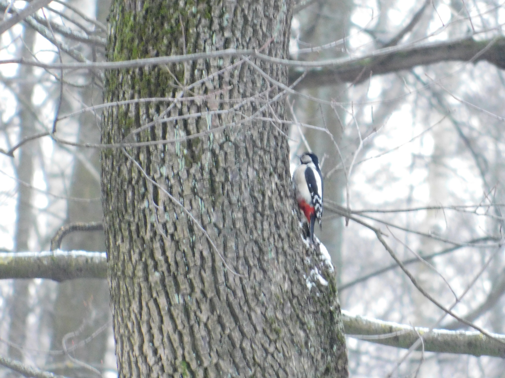 And here comes the woodpecker. Theological cemetery. 01/05/2020 - My, Great spotted woodpecker, Ornithology, Bird watching, Saint Petersburg, Cemetery, Birds, Longpost