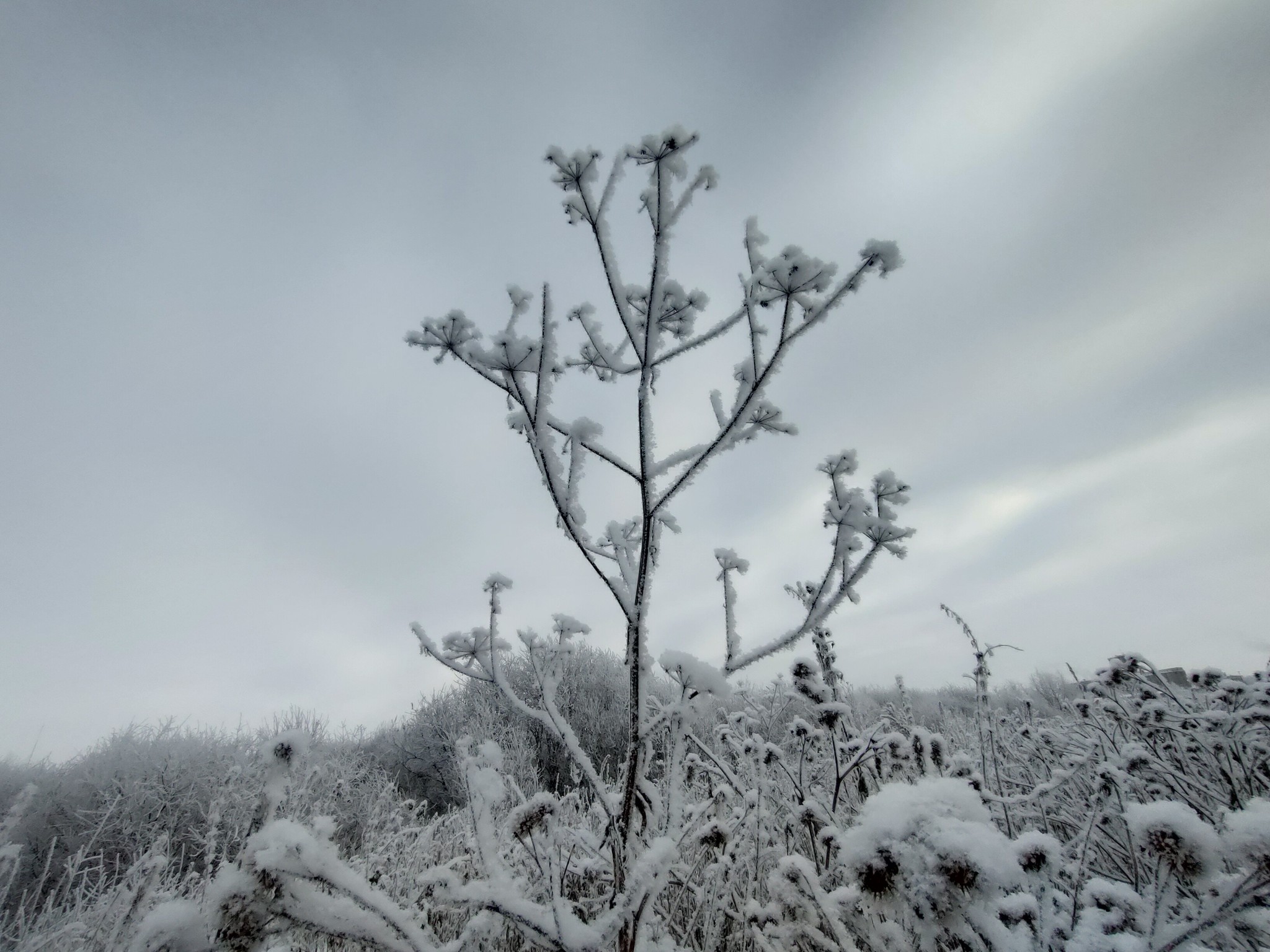 Beautiful winter has come - My, The photo, Winter, Swamp, Snow, Longpost, Nature