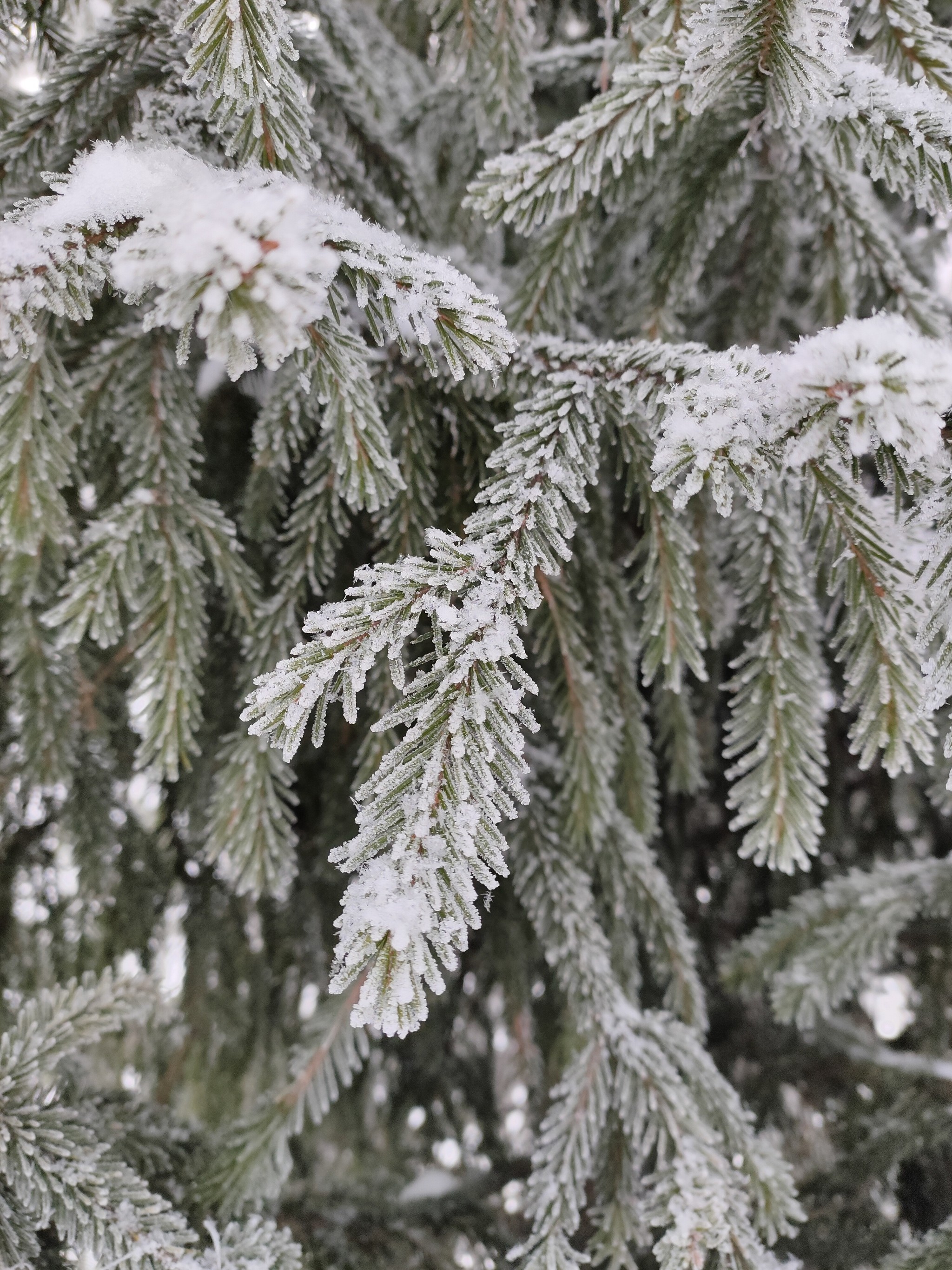 Beautiful winter has come - My, The photo, Winter, Swamp, Snow, Longpost, Nature