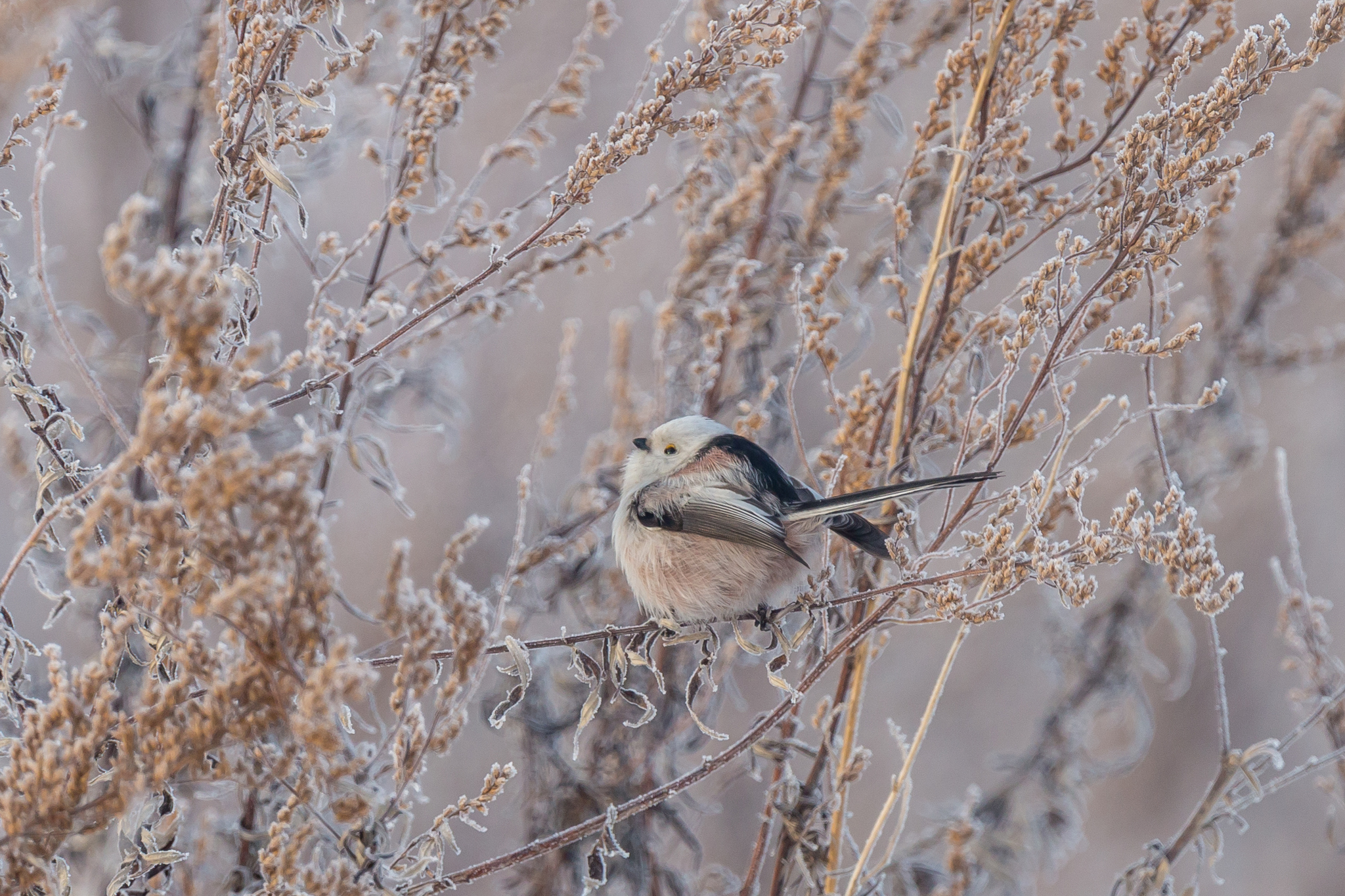 Chickadee or Long-tailed Tit - My, The photo, Birds, Opolovnik, Tit, Winter, Long-tailed