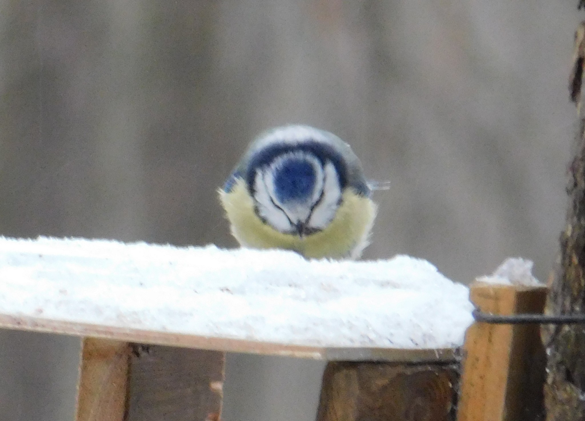 Blue Tits in Sosnovka Park. 01/06/2020 - My, Lazorevka, Sosnovka Park, Saint Petersburg, Bird watching, Ornithology, Birds, Longpost