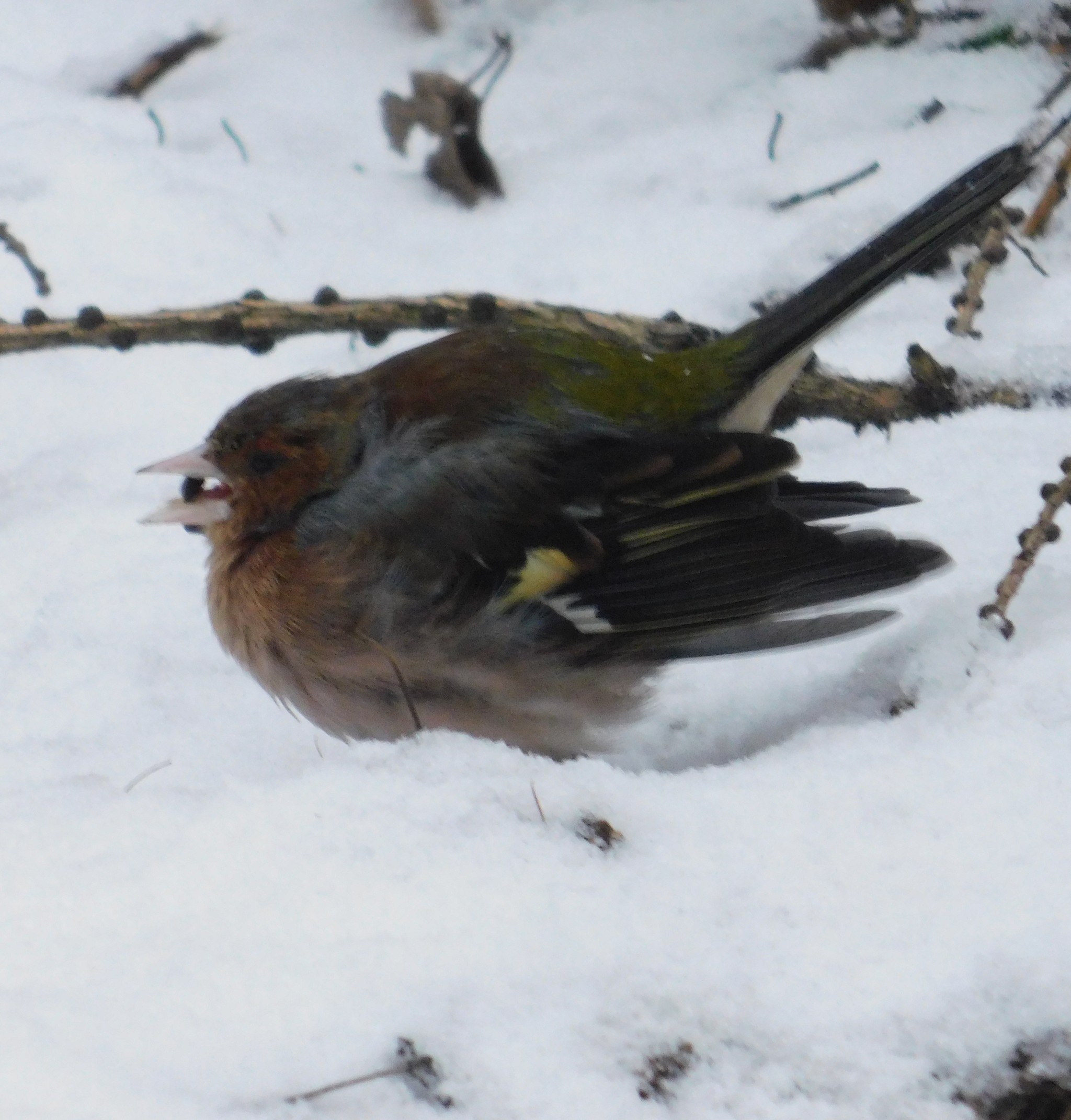 Wounded finch in Sosnovka. 01/06/2020 - My, Finches, Birds, Sosnovka Park, Saint Petersburg, Ornithology, Bird watching, Longpost