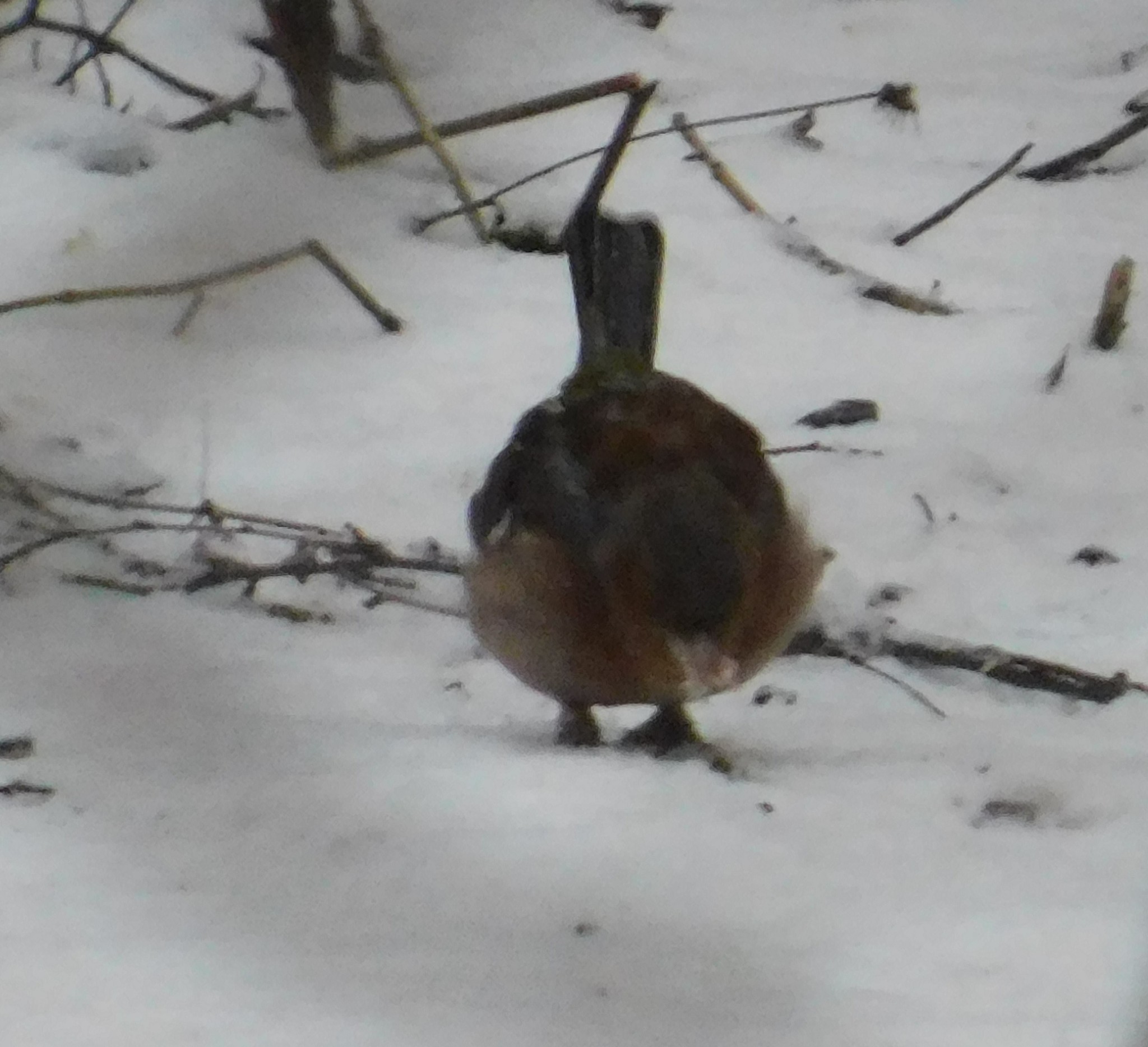 Wounded finch in Sosnovka. 01/06/2020 - My, Finches, Birds, Sosnovka Park, Saint Petersburg, Ornithology, Bird watching, Longpost