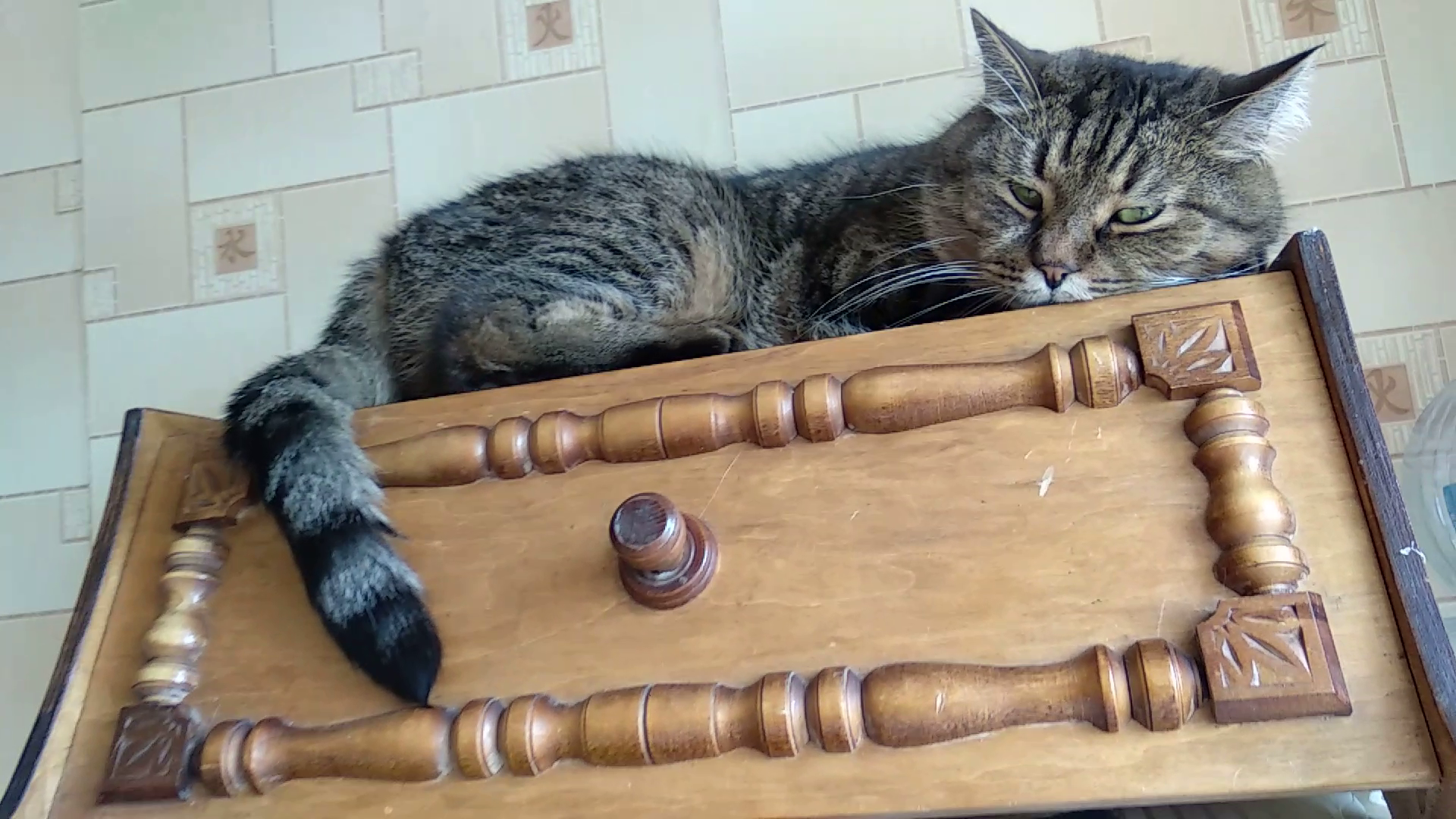 Bread watch, don’t eat after 18.00!) - My, cat, bread box, Mustachioed - Striped