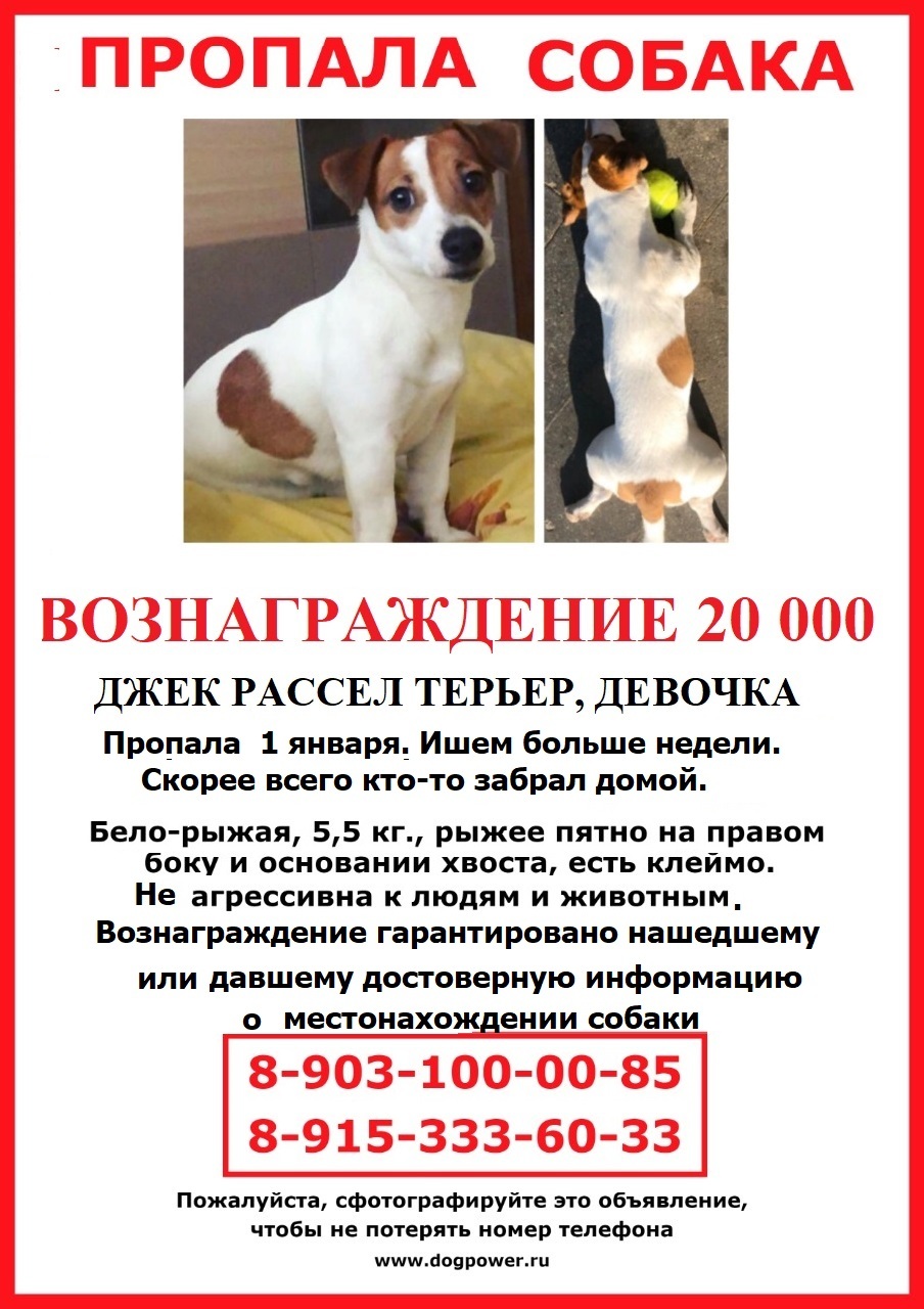The dog is lost. Please help me find it. Reward - My, The dog is missing, Help me find, No rating, Help, Lost, Moscow, Dolgoprudny, Dog