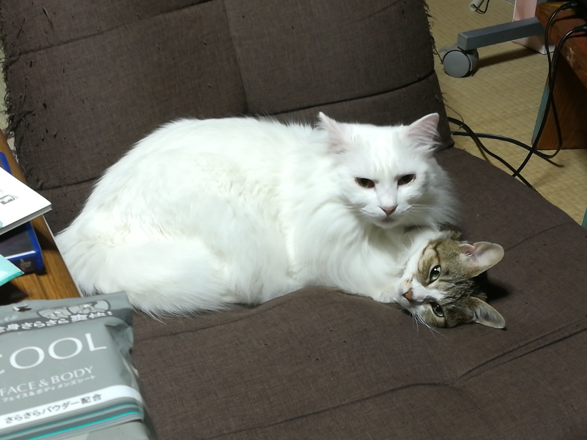 Two-headed mutant cat - cat, Catomafia, Relaxation, Sofa, Shroedinger `s cat