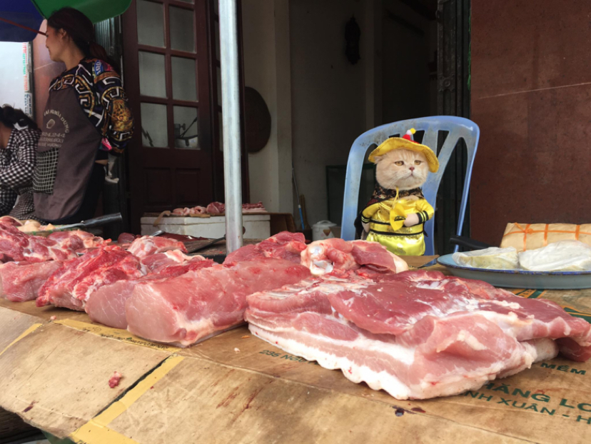 A cat selling fish at a Vietnamese market has won the hearts of thousands of buyers. - Milota, cat, Trade, Vietnam, Market, Longpost