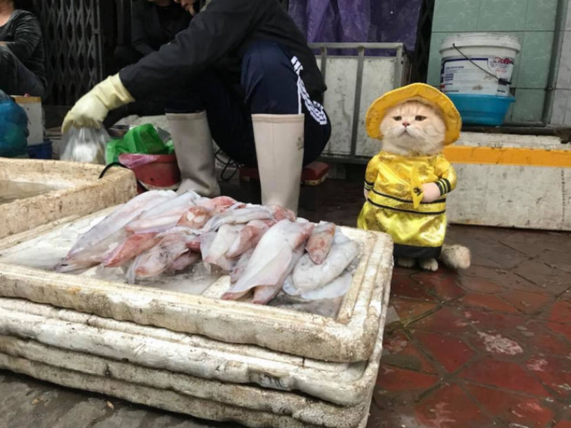 A cat selling fish at a Vietnamese market has won the hearts of thousands of buyers. - Milota, cat, Trade, Vietnam, Market, Longpost