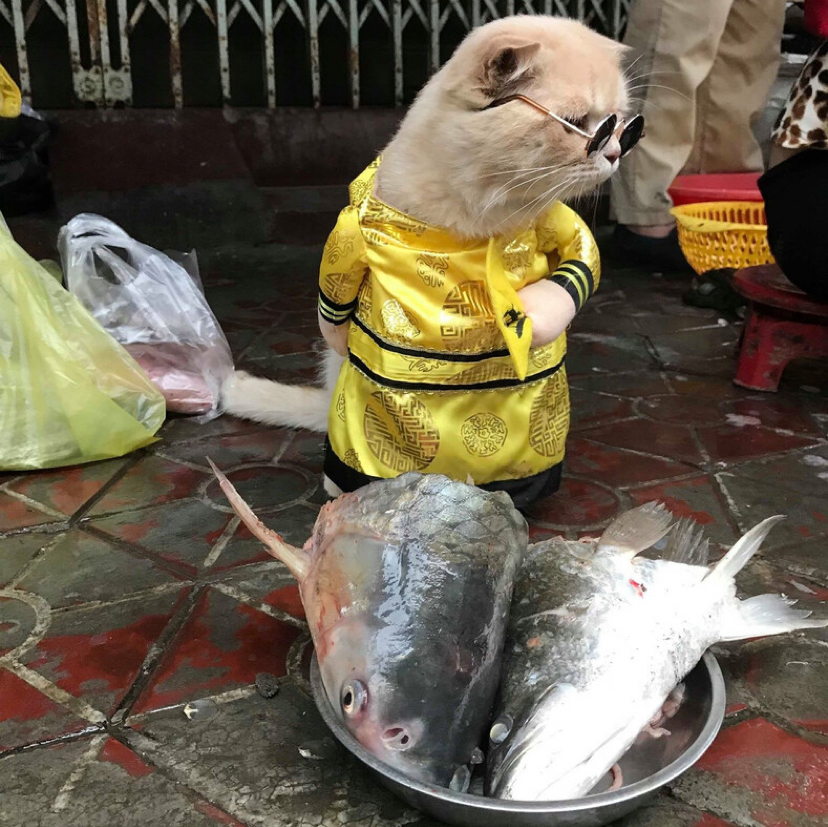 A cat selling fish at a Vietnamese market has won the hearts of thousands of buyers. - Milota, cat, Trade, Vietnam, Market, Longpost