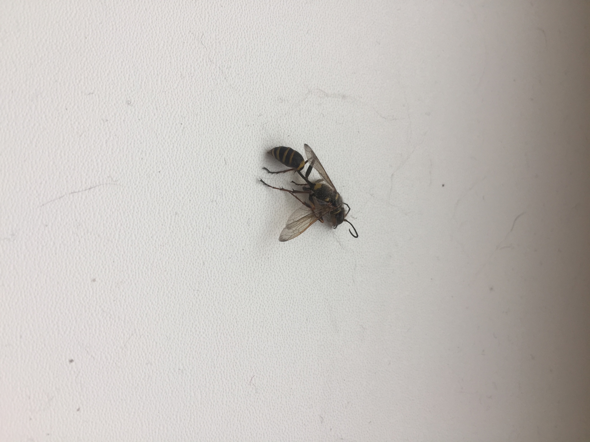 Маленькие осы в квартире