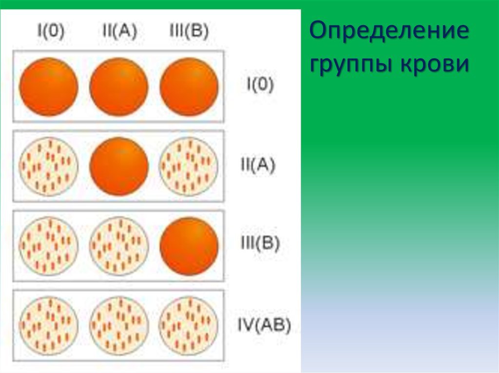 Группа крови, резус фактор