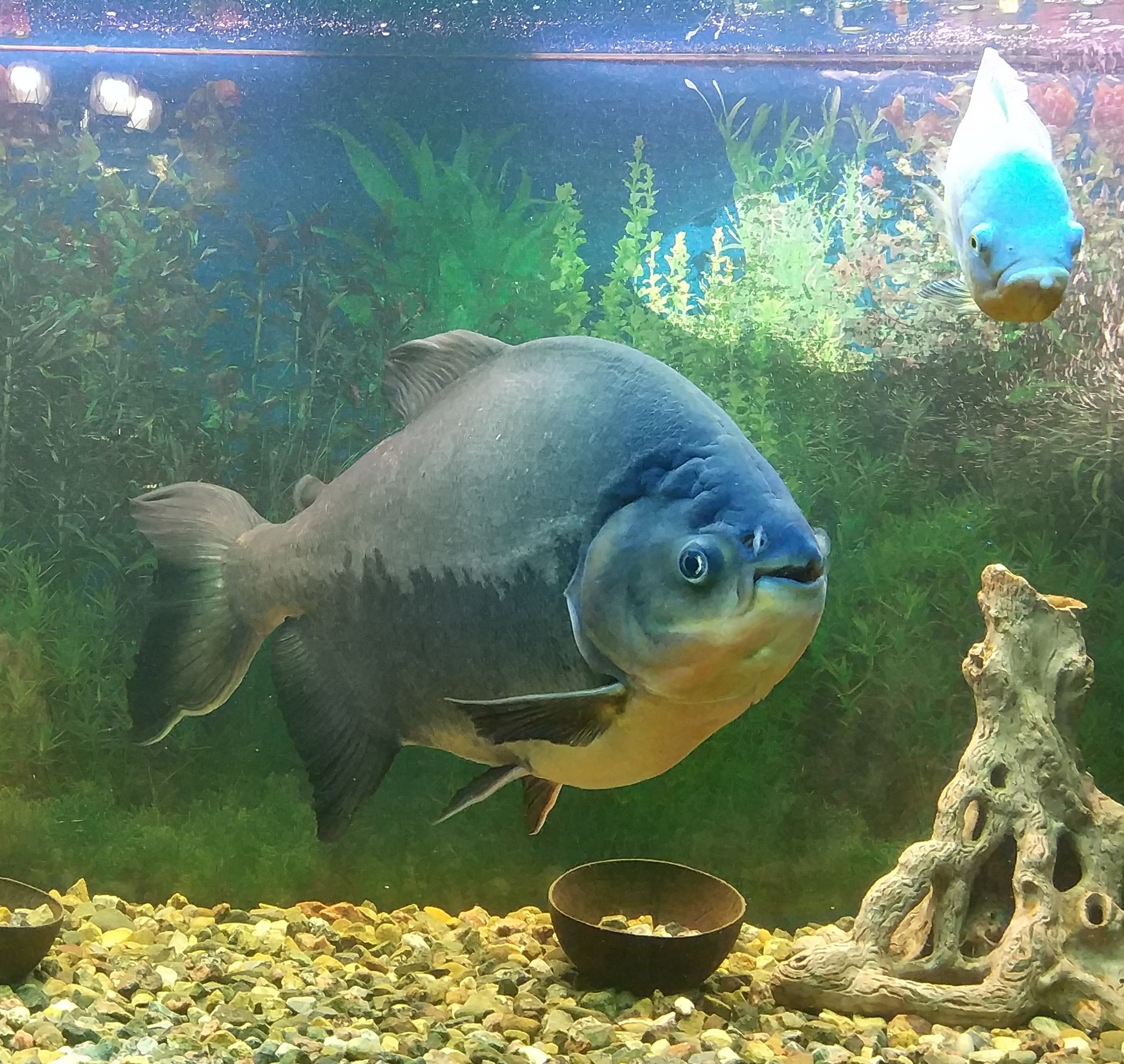 Red pacu - My, Aquarium, Aquarium fish, Piranha