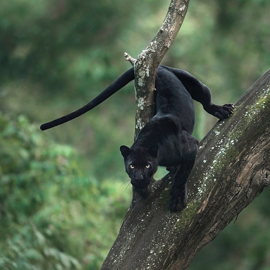 One day in the life of a panther - Panther, Big cats, Animals, Longpost