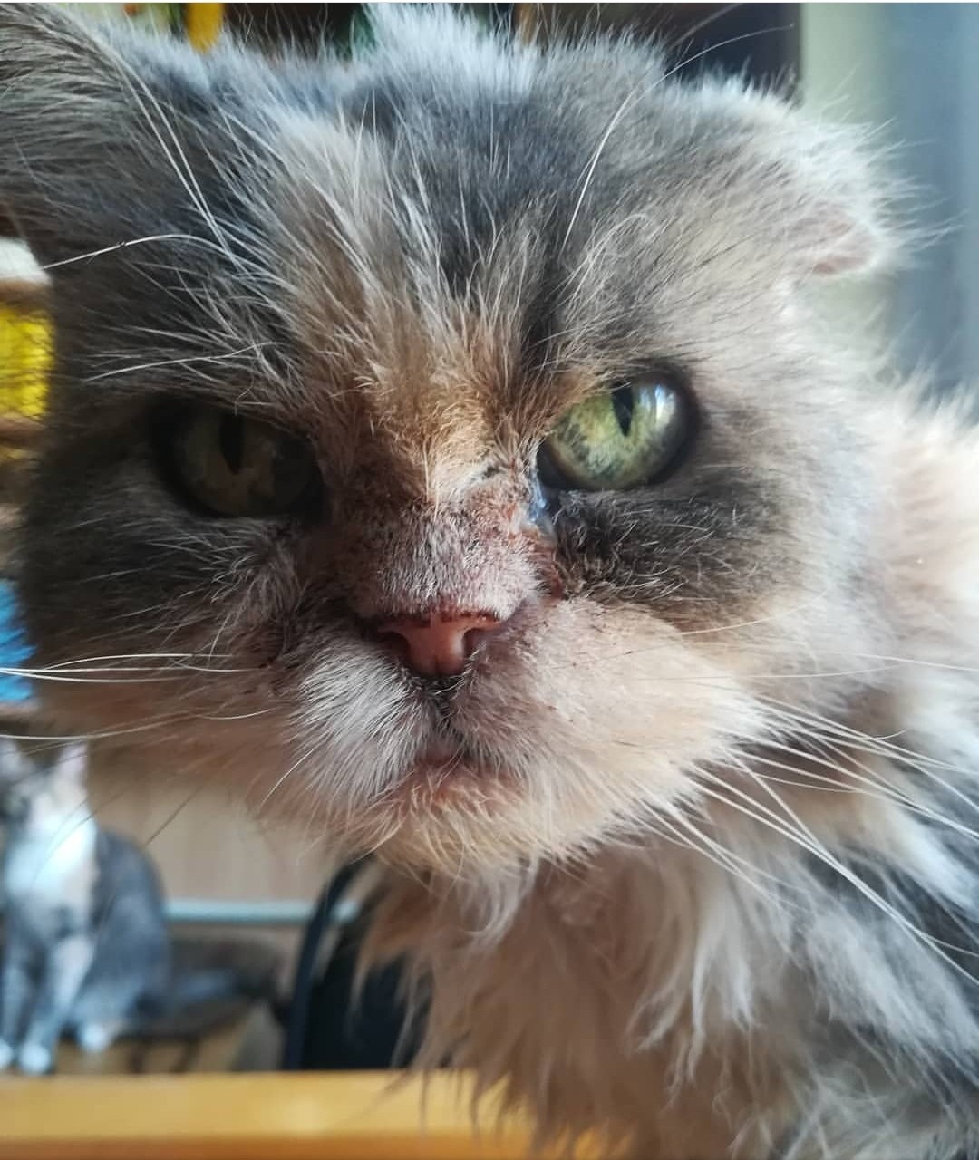 Lisa - My, cat, Old age, Kindness